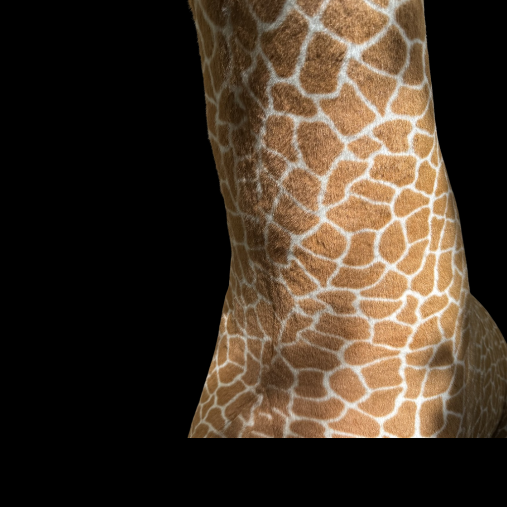 Alexandra die Giraffe