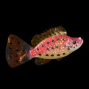 kleiner roter Glitzerfisch