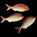Fisch aus Plastik Dorade