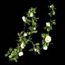 Rosen-Ranke, weiss