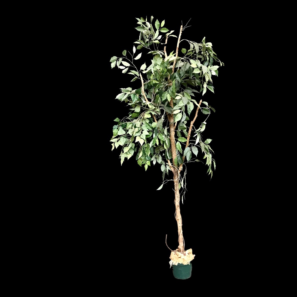 Ficus Benjamini