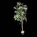 Ficus Benjamini