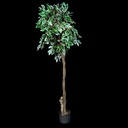 Ficus Benjamini