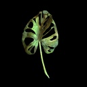 Urwald-Blätter, diverse