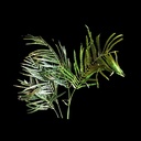 Urwald-Blätter, diverse