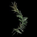 Urwald-Blätter, diverse
