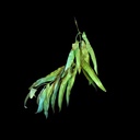 Urwald-Blätter, diverse