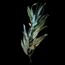 Urwald-Blätter, diverse
