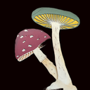 image_0