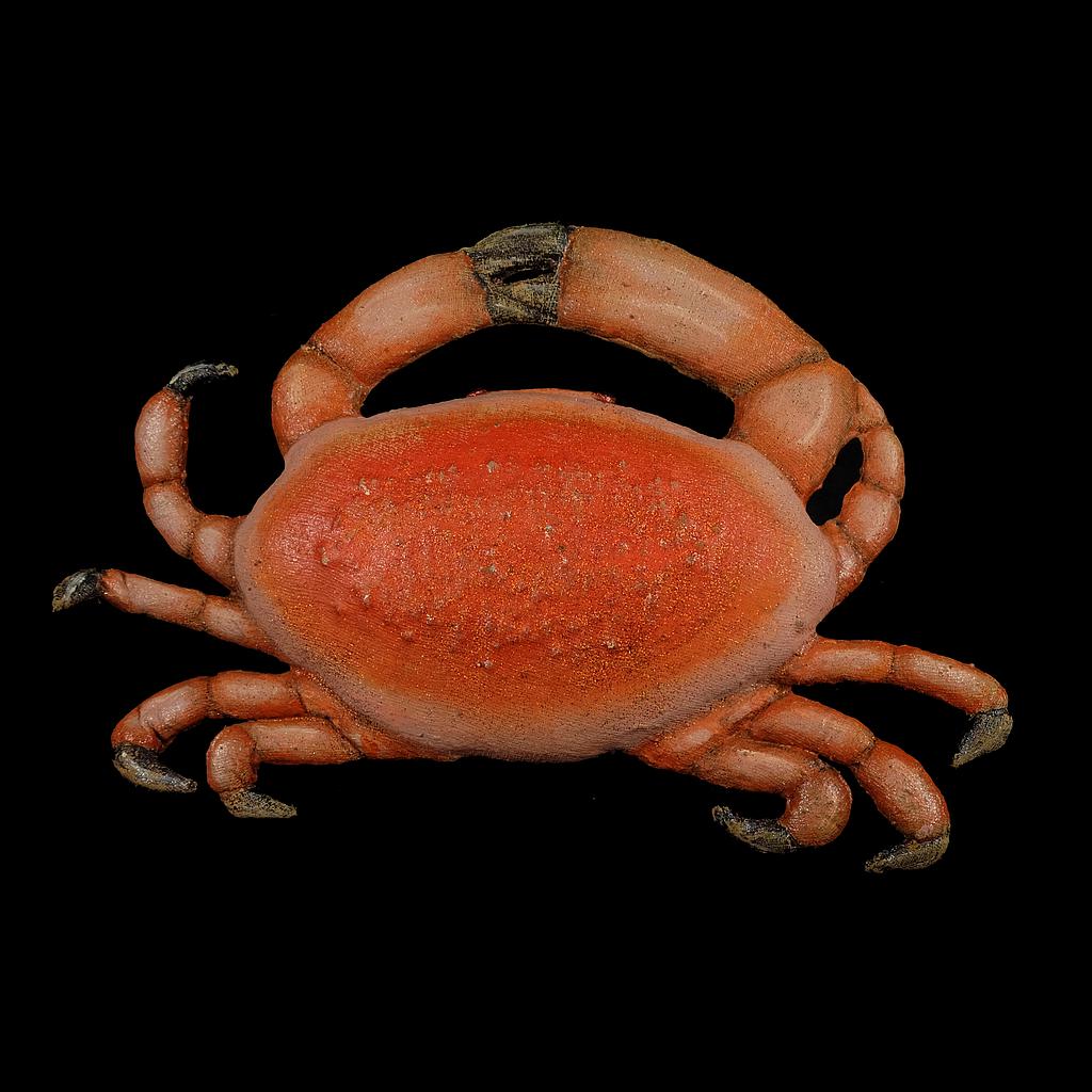 rote Glitzer-Krabbe