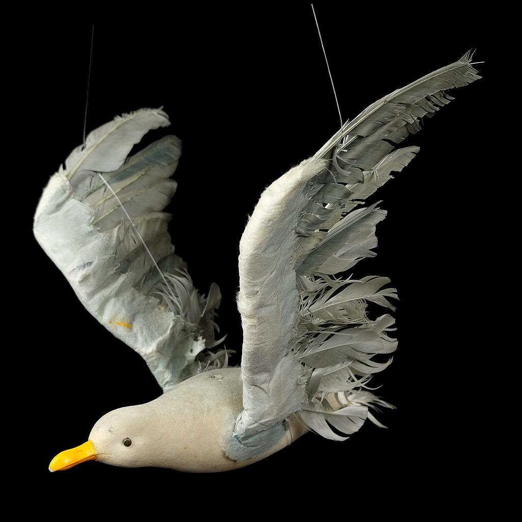 grau weiße Möwe