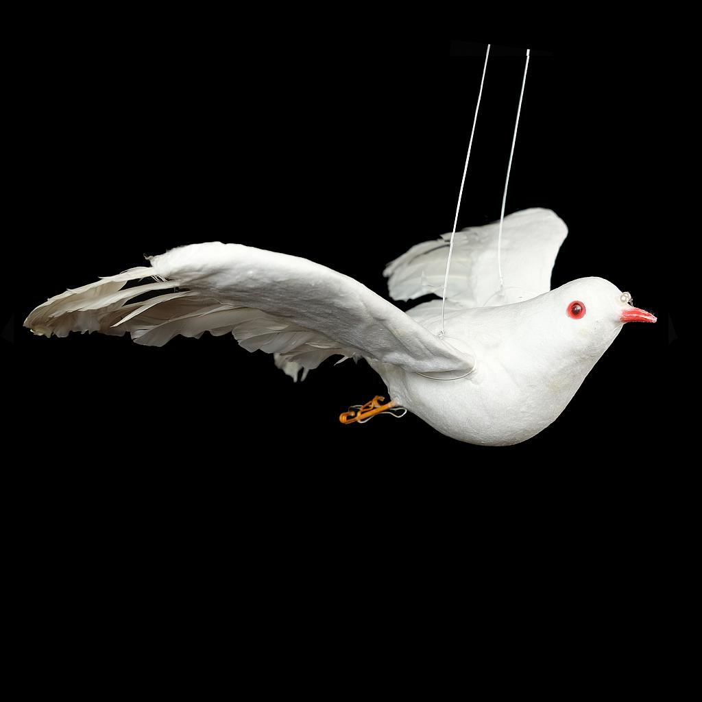 weiße Taube