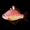 Miete - kleiner roter Glitzerfisch