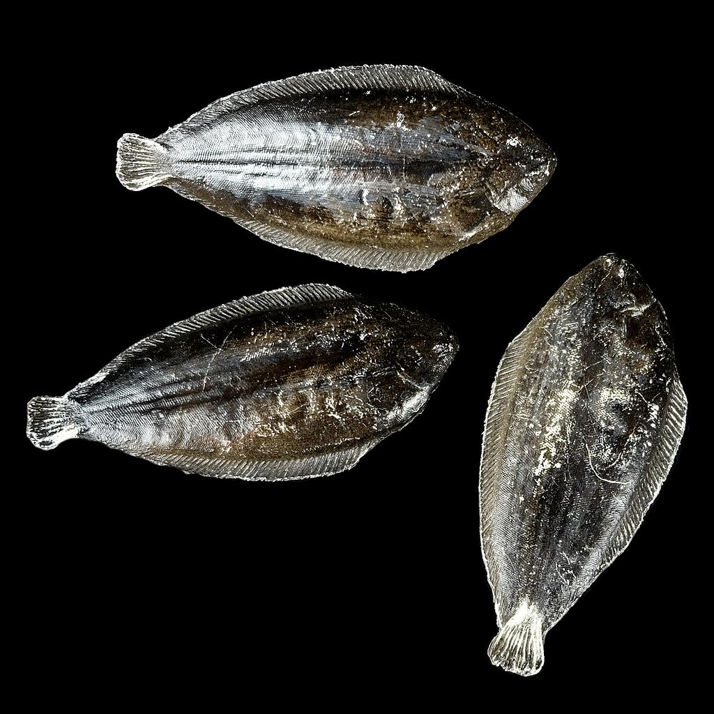 Fisch aus Plastik Scholle