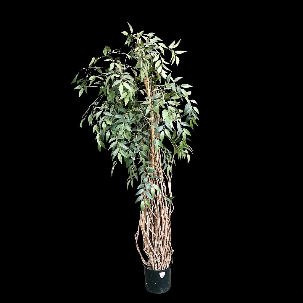 künstliche Ficus Benjamini