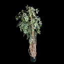 Diverse künstliche Ficus Benjamini