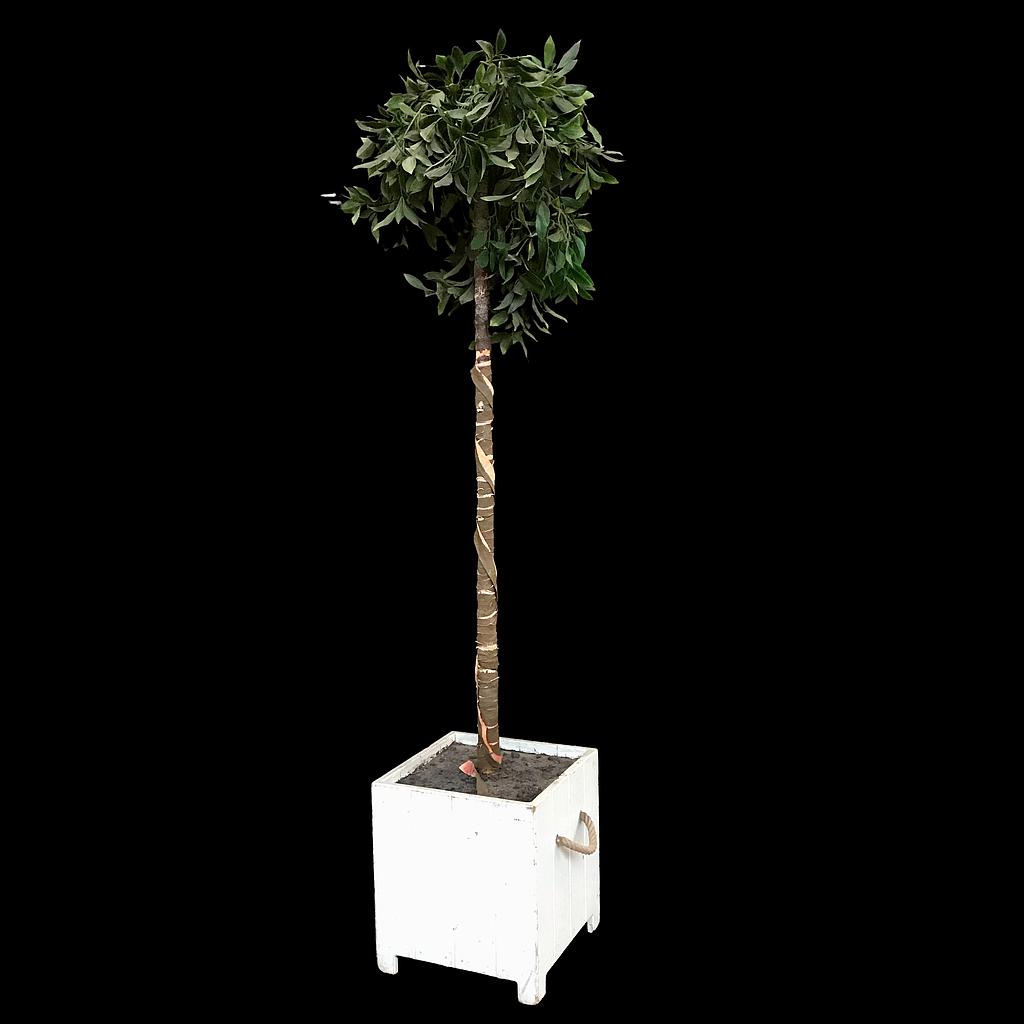 Birke im Blumenkasten