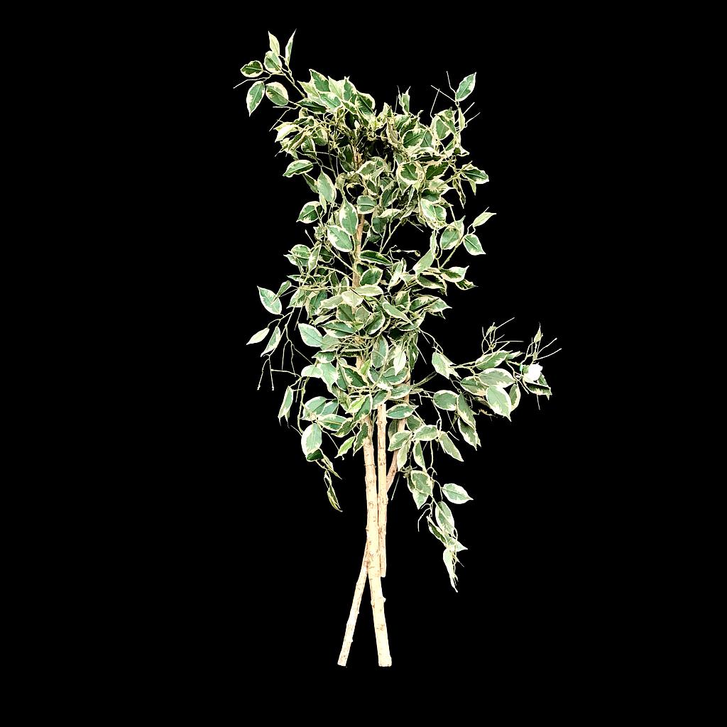 Miete - Künstliche Ficus-Äste