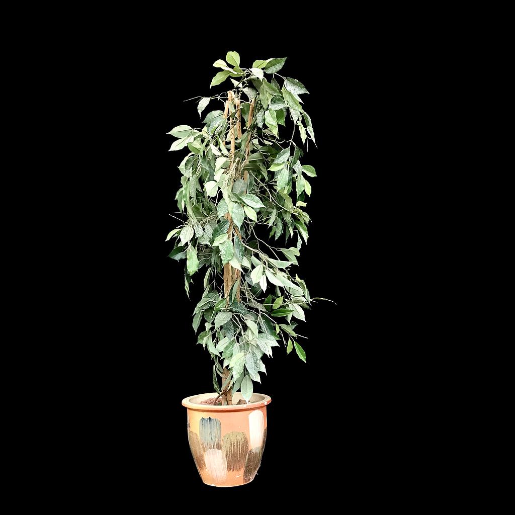 Miete - Ficus im Blumentopf