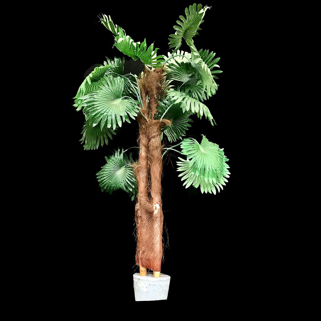 Miete - Chinesische Livingston-Palme