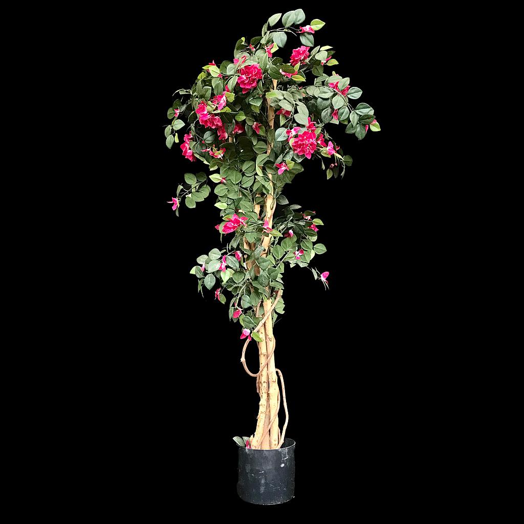 Miete - Drillingsblume im Topf, pink