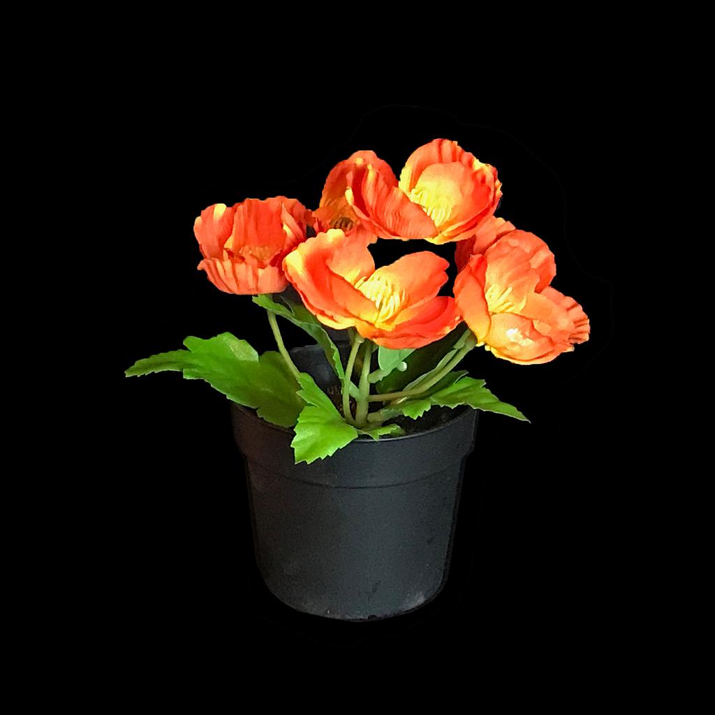 Miete - Nelkenwurz im Blumentopf