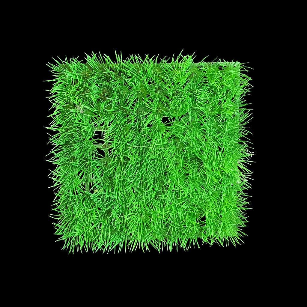Miete - Gras-Kachel