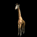 "Alexandra", die Giraffe