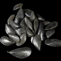 [MAR0216] schwarze Plastikmuscheln
