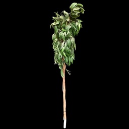 [PFL0022] Künstliche Pflanze, Polypodiaceae Stamm