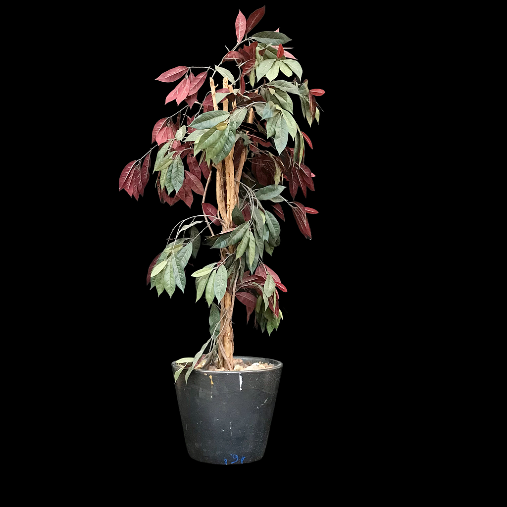 künstlicher Gummibaum mit roten Blättern im Topf