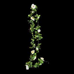 [PFL0040] Rosenranke, weiß
