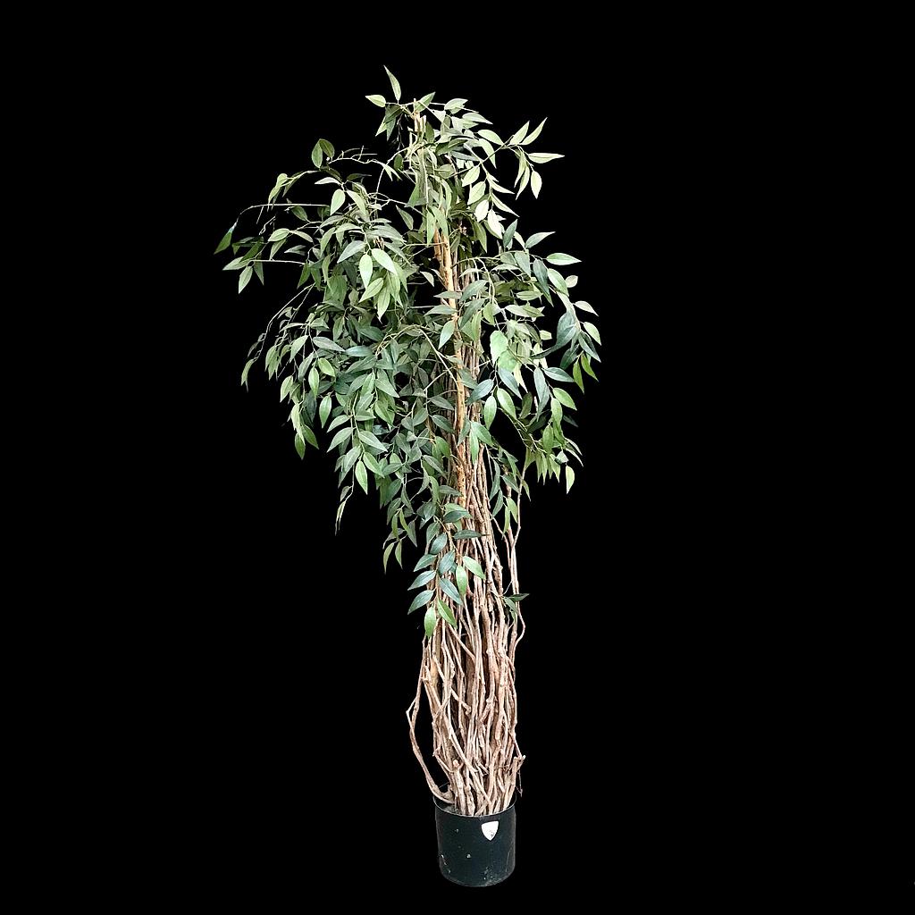 Diverse künstliche Ficus Benjamini