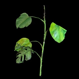 [PFL0068] diverse große Blätter/BLatt