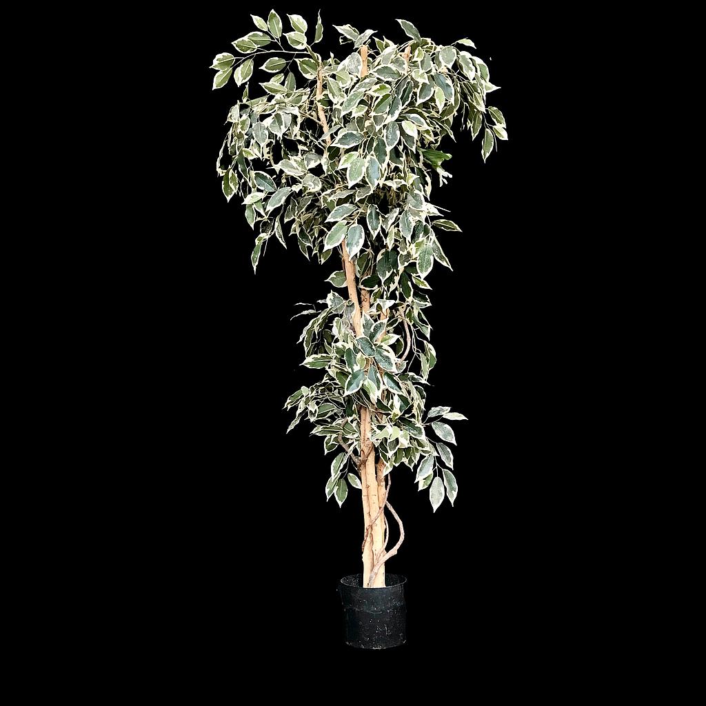 Ficus Weißblatt im Topf